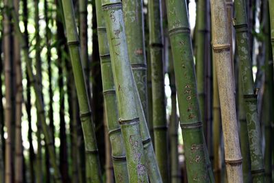 Bamboos growing at forest