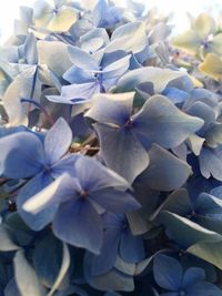 Full frame shot of white flowers