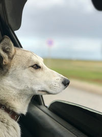 Close-up of dog in car