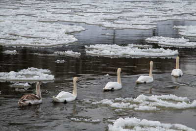 Birds on frozen lake