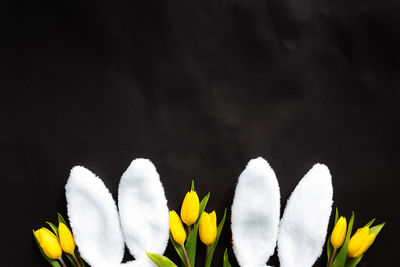 Close-up of white flowering plants against black background