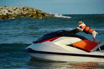 A dog wearing a life jacket driving a scooter on the seashore