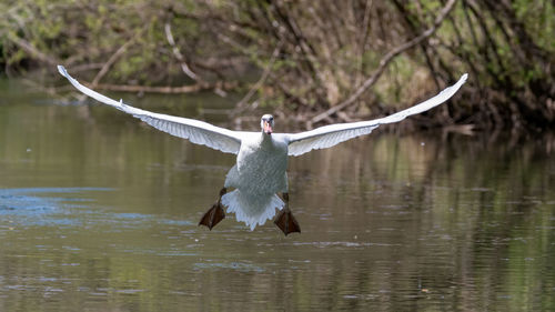 Bird flying over lake