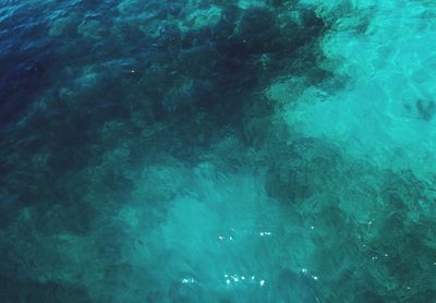 High angle view of swimming underwater