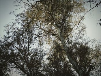 Low angle view of trees in forest against sky