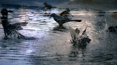 Close-up of duck swimming in river