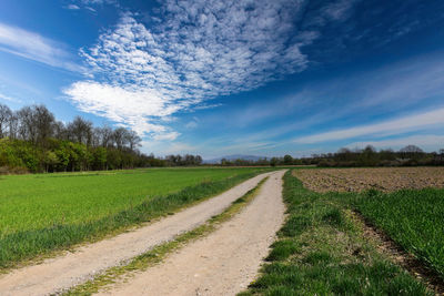 Rural scene. you can see fields sown with wheat.