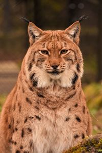 Close-up portrait of lion