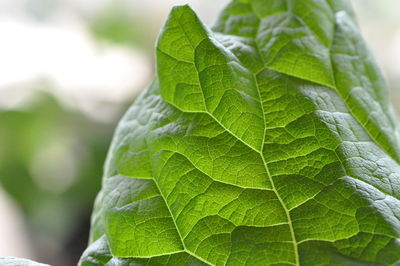 Close-up of green leaf