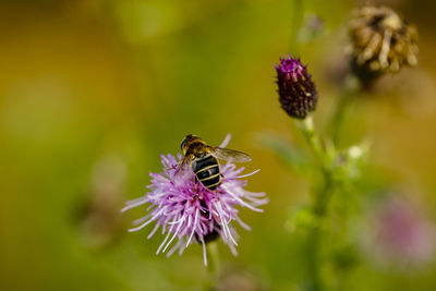 Close-up of bee on purple flower