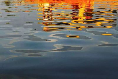 Reflection of trees in water