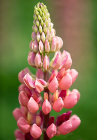 Close-up of pink flowering plant