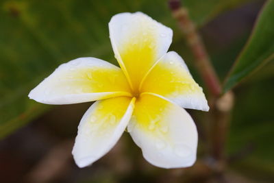 Close-up of wet yellow flower