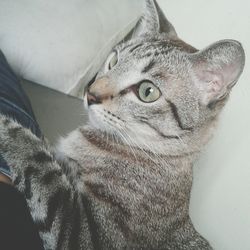 Close-up portrait of cat
