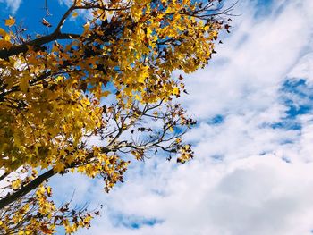 Low angle view of tree against sky