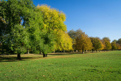 Trees on field against clear sky