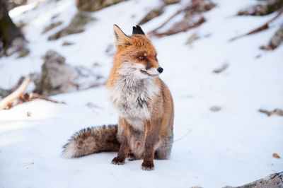 Fox on snow covered land