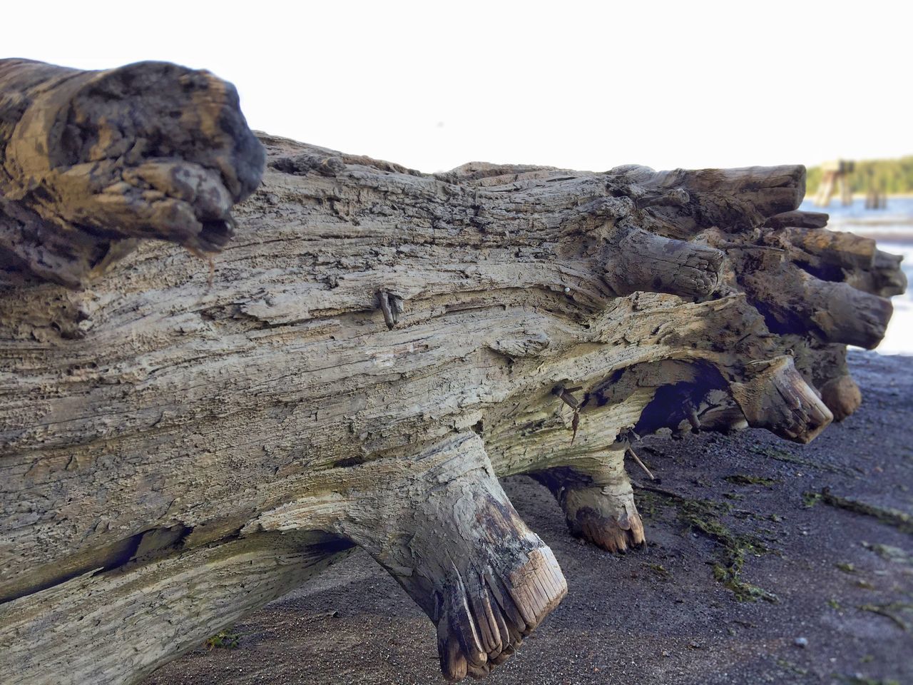 CLOSE-UP OF DRIFTWOOD