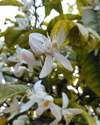 Close-up of flowers