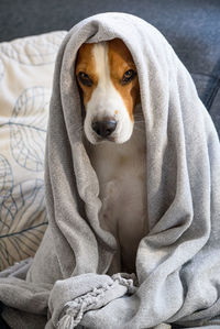 Dog on a sofa under the blanket after bath drying fur. dog hygiene concept.