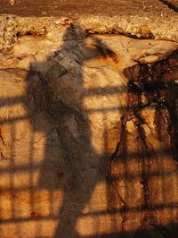 Shadow of tree on the wall