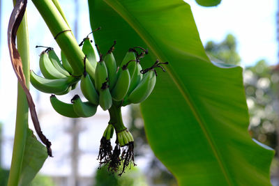 Close-up of green leaves on plant
