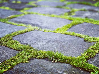 High angle view of moss growing on footpath