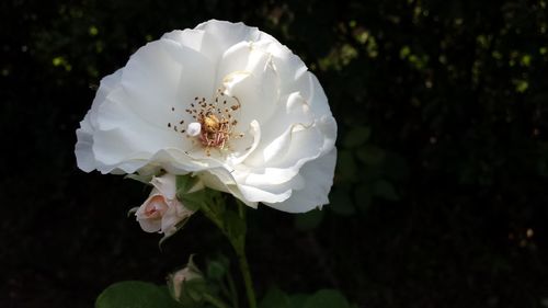 Close-up of white rose