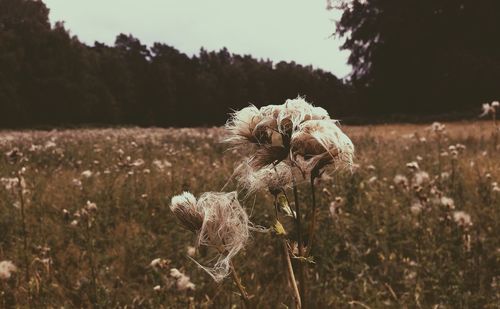 Close-up of flowers growing on field