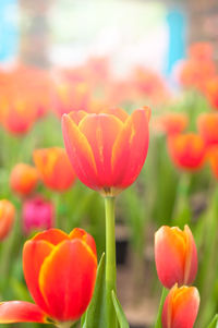 Close-up of tulips blooming outdoors