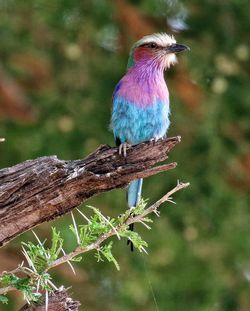 Close-up of bird perching on tree