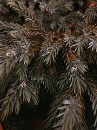 Close-up of pine tree
