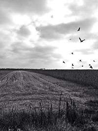 Scenic view of field against sky