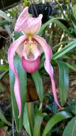 Close-up of pink flowers blooming outdoors