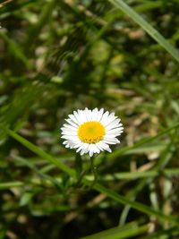 Close-up of white flower blooming outdoors