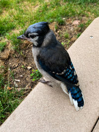 Sitting blue jay