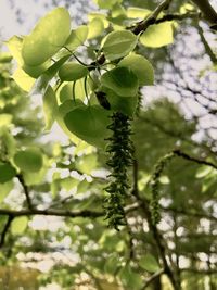 Low angle view of berries growing on tree