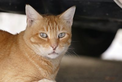 Close-up portrait of a cat