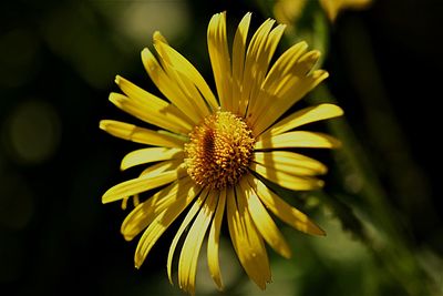 Close-up of yellow flowering plant