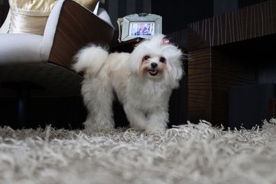 Portrait of dog
