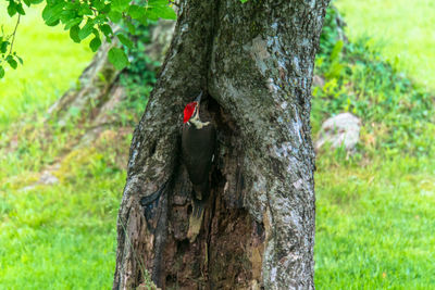 Close-up of lizard on tree trunk