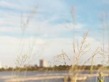 Plants growing on land against sky