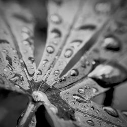 Close up of leaves on plant