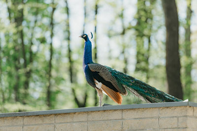 Close-up of peacock