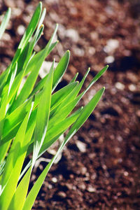 High angle view of plant growing on field