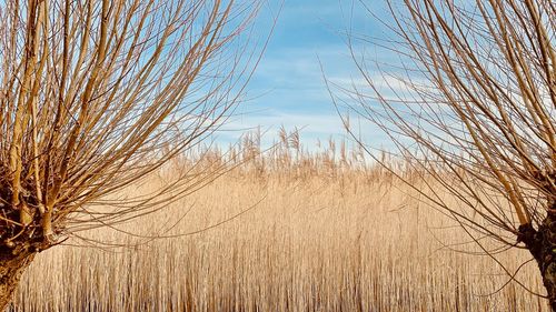 Close-up of stalks in field against sky