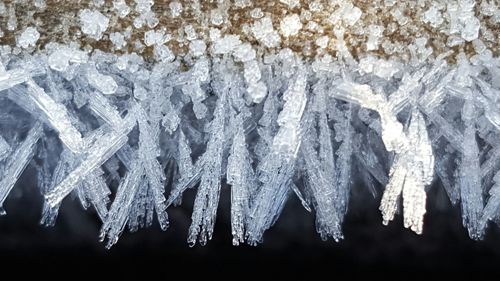 Close-up of snow on tree