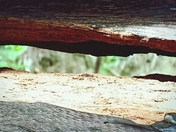 Close-up of wood on rock