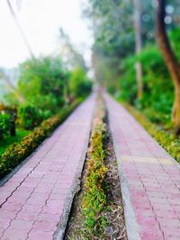 Close-up of railroad track amidst trees