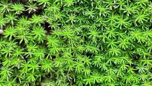 Full frame shot of plants growing on field